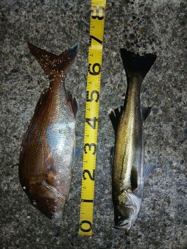 シーバスの釣果