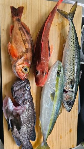 イナダの釣果