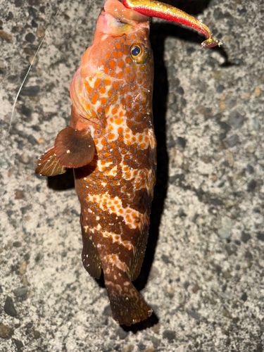 キジハタの釣果