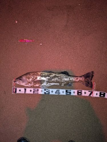 スズキの釣果