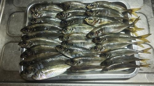 アジの釣果