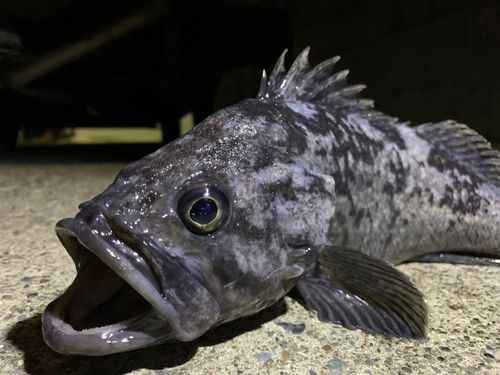 クロソイの釣果