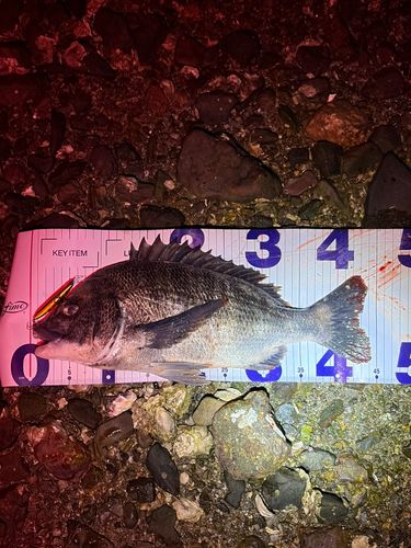 クロダイの釣果