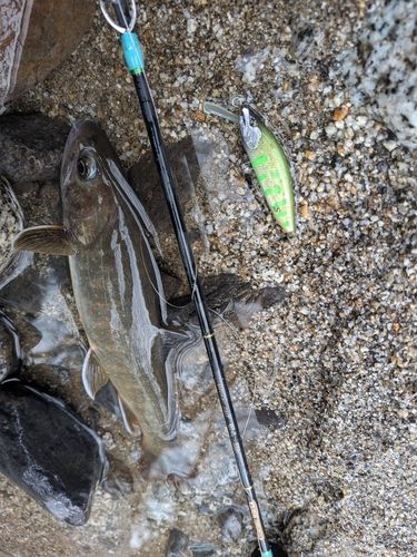 ヤマトイワナの釣果