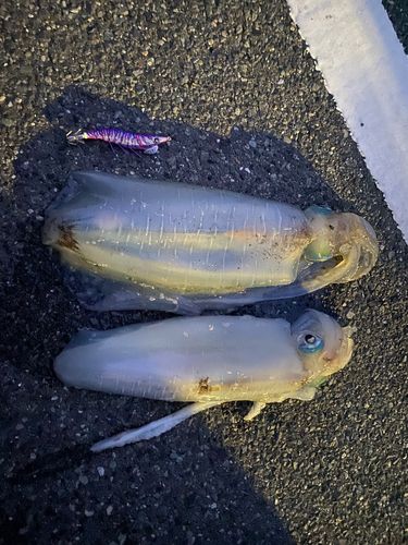アオリイカの釣果