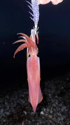 ケンサキイカの釣果