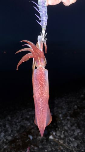 ケンサキイカの釣果
