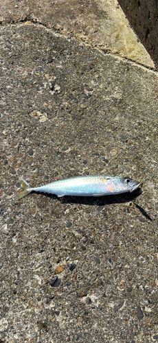 サバの釣果