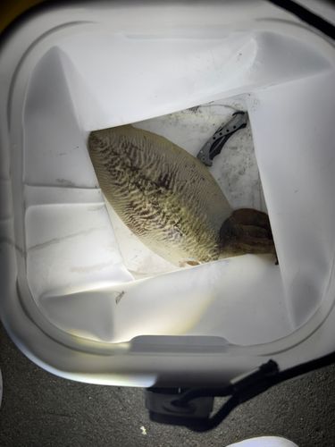 コウイカの釣果