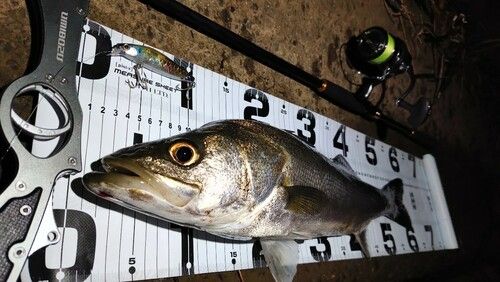 シーバスの釣果