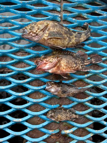 カサゴの釣果
