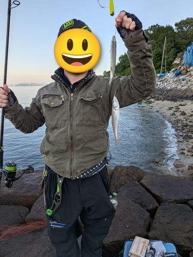 キスの釣果