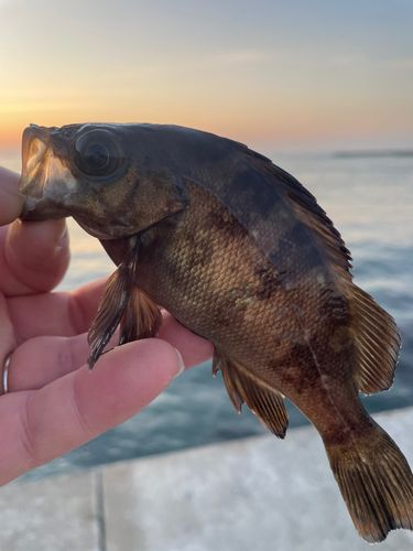メバルの釣果