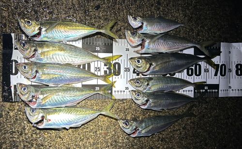 アジの釣果