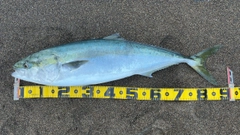 ブリの釣果