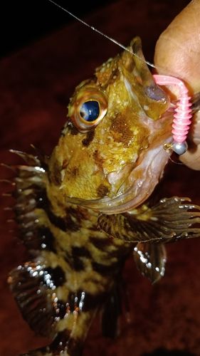 ガシラの釣果