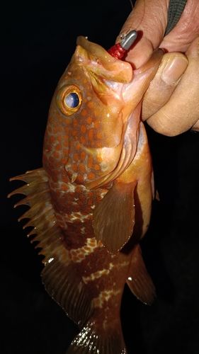 アコウの釣果