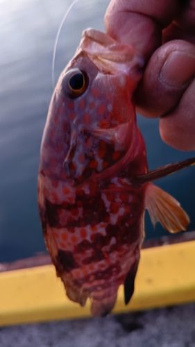 アコウの釣果