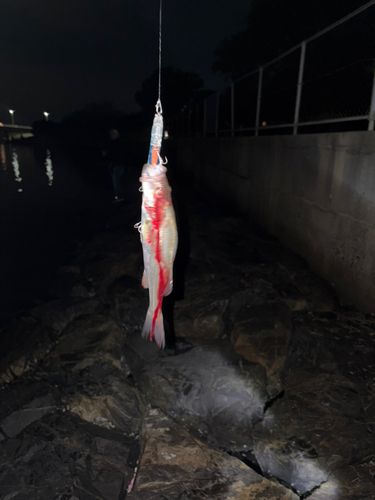 セイゴ（マルスズキ）の釣果