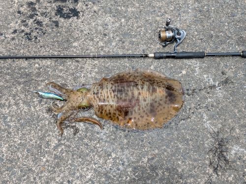 アオリイカの釣果