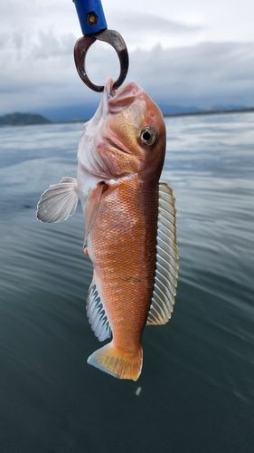 シロアマダイの釣果