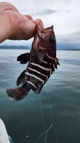 マハタの釣果