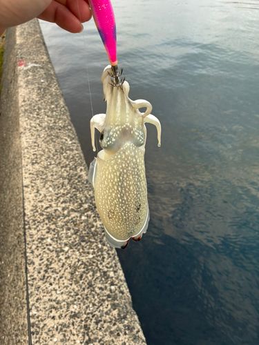 イカの釣果