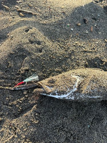 セイゴ（ヒラスズキ）の釣果