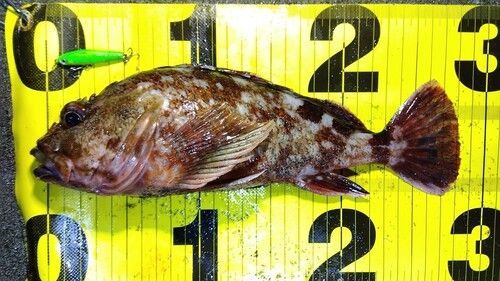 カサゴの釣果