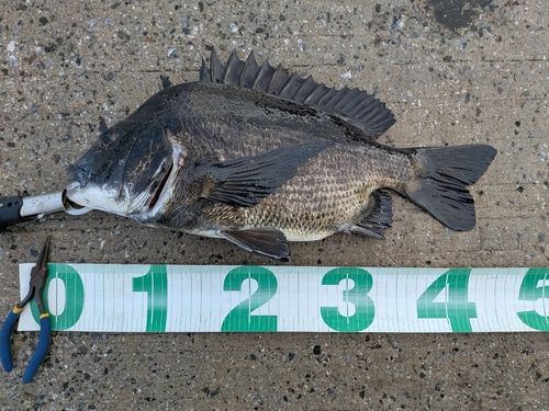 クロダイの釣果