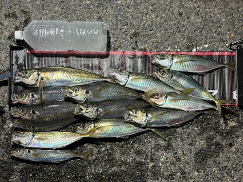 アジの釣果