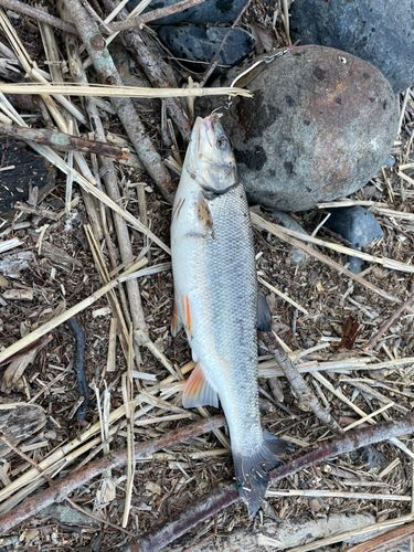 ウグイの釣果