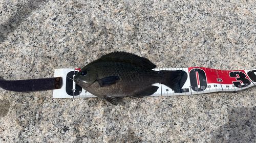 グレの釣果