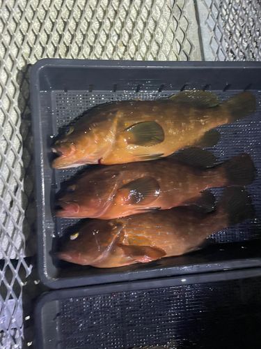 キジハタの釣果