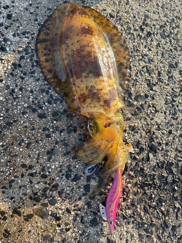 アオリイカの釣果