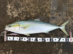 ブリの釣果