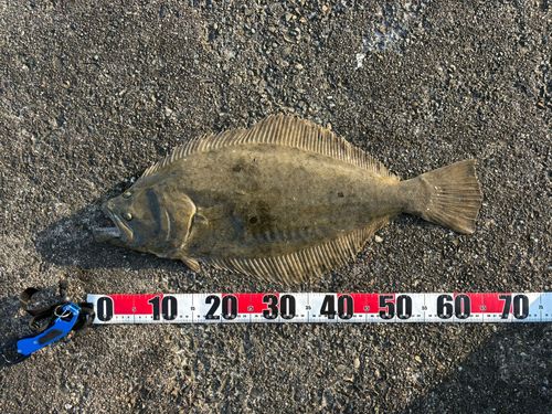 ヒラメの釣果