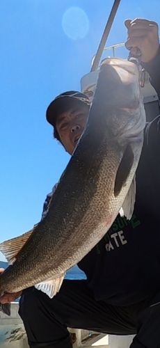 スズキの釣果