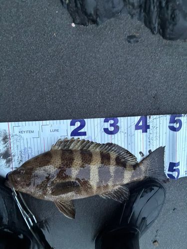 釣果
