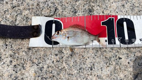 チャリコの釣果
