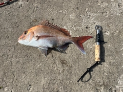 マダイの釣果