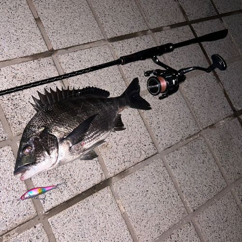 クロダイの釣果