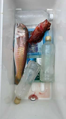 シロアマダイの釣果