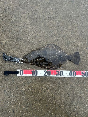 ヒラメの釣果
