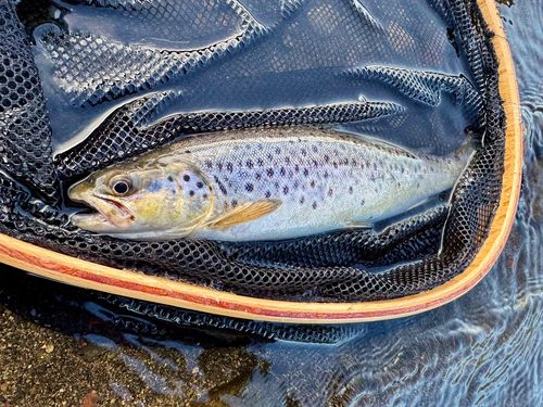 ブラウントラウトの釣果