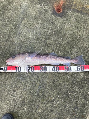 タラの釣果