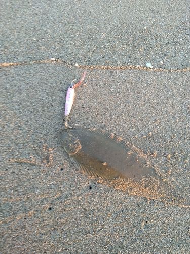 シタビラメの釣果