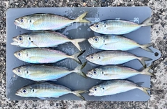 アジの釣果
