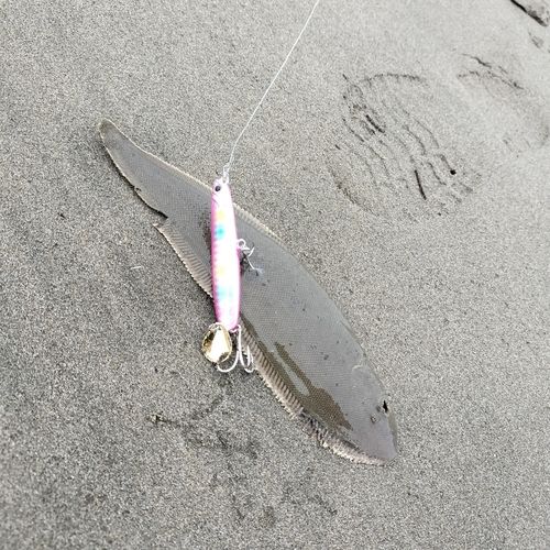 シタビラメの釣果