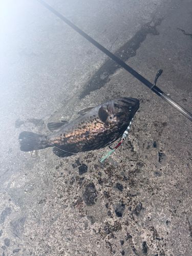 クロソイの釣果